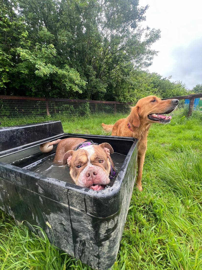 A bulldog relaxing in the splash pool while a golden retriever looks on