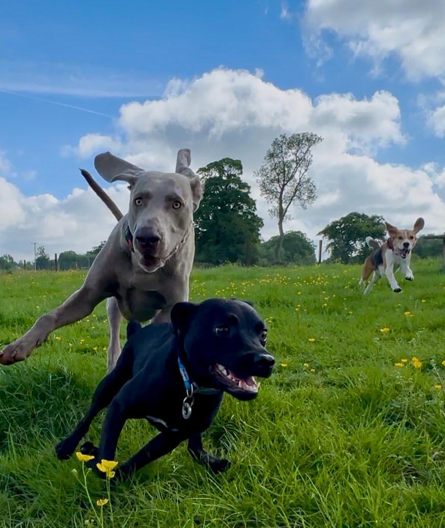 Three dogs mid-zoomies racing toward the camera