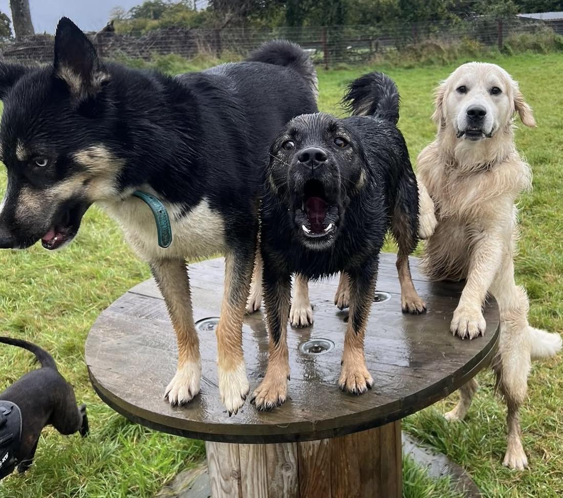 Three soggy, happy dogs posing on the wooden platform in the rain